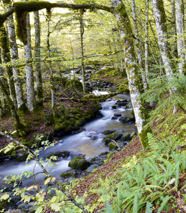林间溪流自然静谧之景