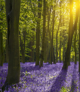 阳光洒落的紫色梦幻森林
