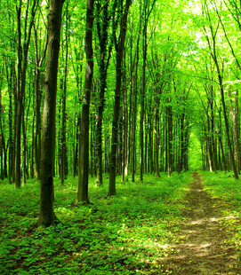 林间小径绿意盎然的森林