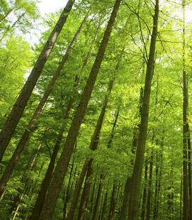 翠绿森林阳光洒落林间