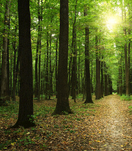 阳光洒落的静谧林间小道