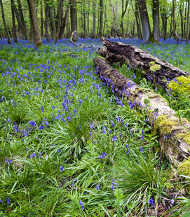 林间蓝铃花与朽木美景