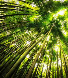 翠绿竹林向上生长景象