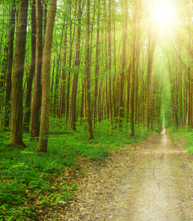 阳光洒落的林间小径