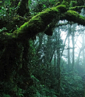 迷雾中的神秘苔藓森林