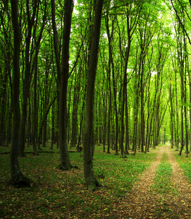 翠绿林间小道静谧自然景