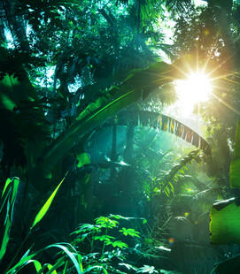 阳光穿透丛林的奇幻景象