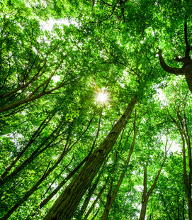 仰望茂密森林中的阳光