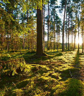 阳光洒落的静谧森林