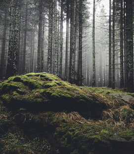 迷雾森林中的苔藓覆盖岩石