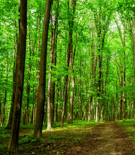 林间幽径绿意盎然的森林