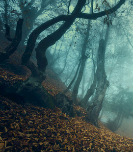 迷雾森林中的秋日奇幻景象