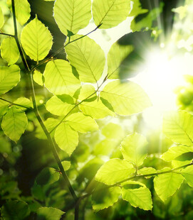 阳光洒落翠绿树叶间