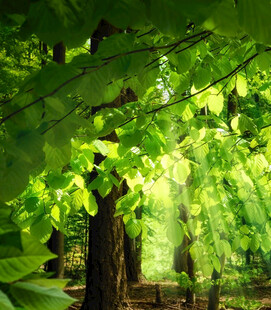 阳光洒落的绿意森林