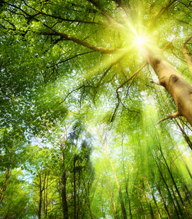阳光穿透茂密森林美景