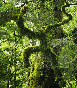 森林中长满青苔的奇特古树