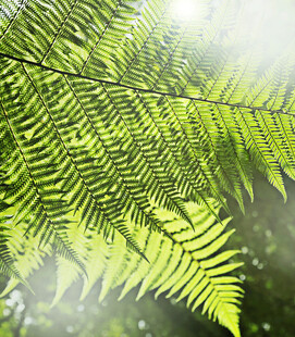 阳光下的翠绿蕨类叶片