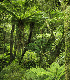茂密丛林中的蕨类植物景观