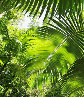 热带丛林中的翠绿棕榈叶