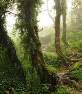 神秘梦幻的森林迷雾景象