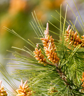 松树枝头的嫩松果