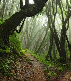 迷雾中的幽静森林小径