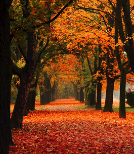 秋日林间落叶铺就的美景