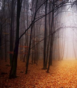 雾中秋日森林美景