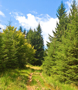 山林间的翠绿小径