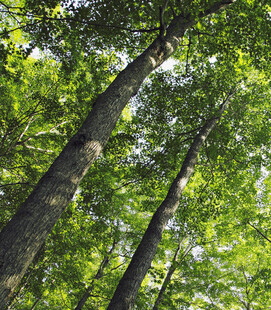 夏日林间繁茂的高大树木