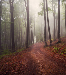 雾中森林的蜿蜒红土小径