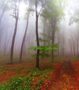 雾中森林的静谧美景
