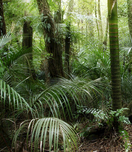 茂密丛林中的热带植物景象