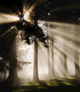 林间晨光洒下的梦幻景象