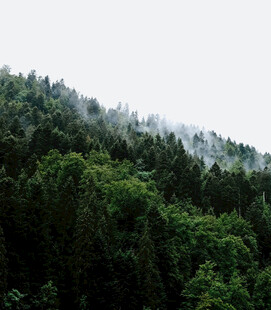 山林云雾缭绕的绿意景致