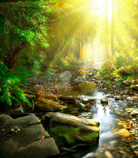 阳光洒落的溪边森林美景