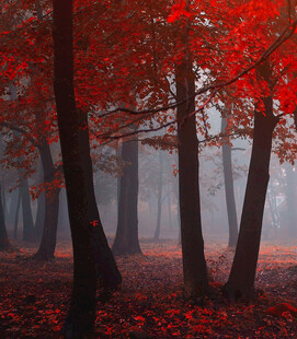 红叶迷雾中的静谧树林