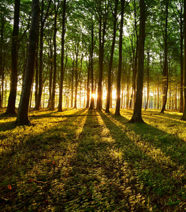 阳光洒落的静谧森林