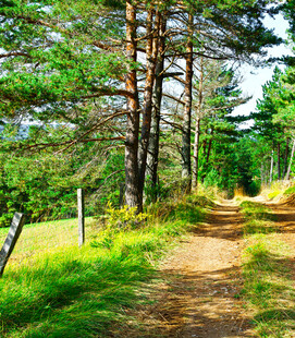 林间小径邂逅自然之美