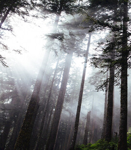 迷雾森林中的阳光松树林