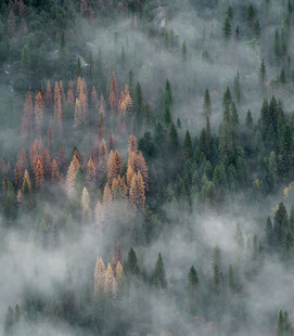 云雾缭绕的山林奇景
