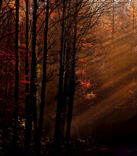 秋日林间洒下绚烂光束