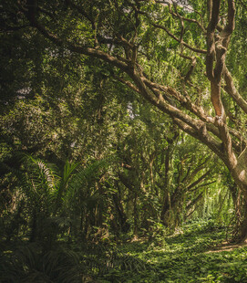 茂密丛林中的弯曲大树