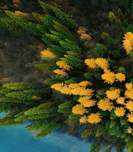 俯瞰金黄树林与碧水