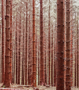 红棕色树林景观