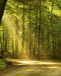 阳光洒落林间的静谧小道