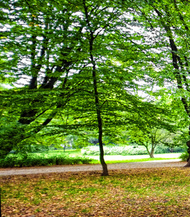 夏日绿荫下的静谧公园