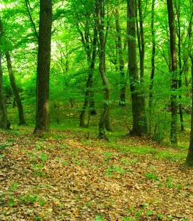 翠绿森林中的落叶景致