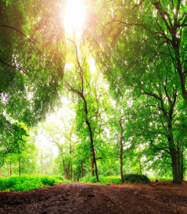 阳光洒落林间的静谧美景