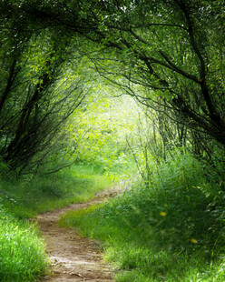 林间幽径绿意盎然的通道